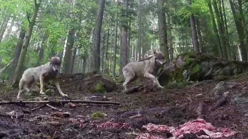 Divocí vlci na Šumavě