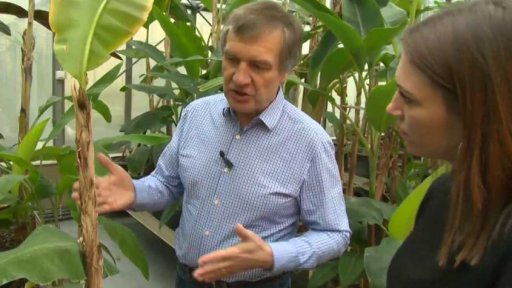 Banány odolné vůči nemocem a škůdcům