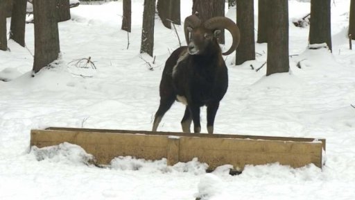 Přikrmování divoké zvěře