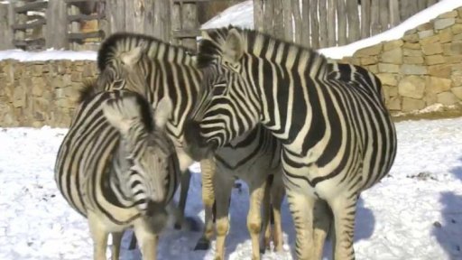 Zvířata v jihlavské zoo si užívají zimu