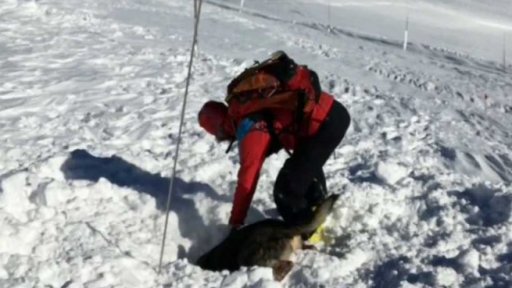 Hledači lidí pod lavinou