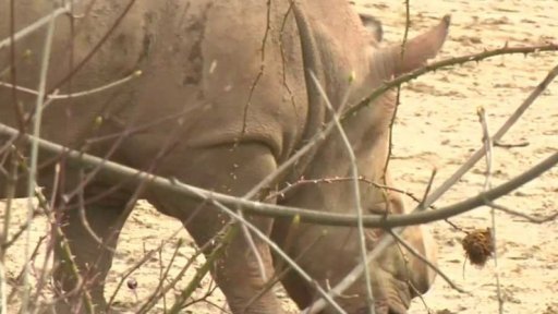 Zoo ve Dvoře Králové chrání nosorožce