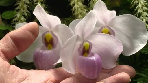 Výstava orchidejí inspirovaná Riem