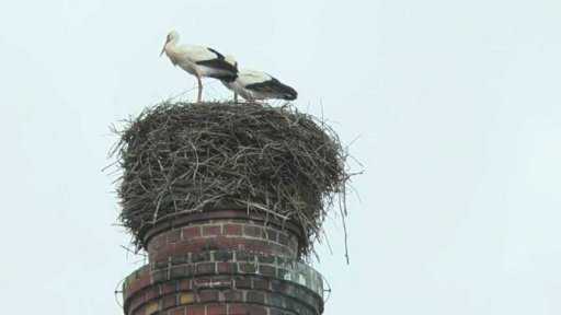 Život jedné čapí rodiny