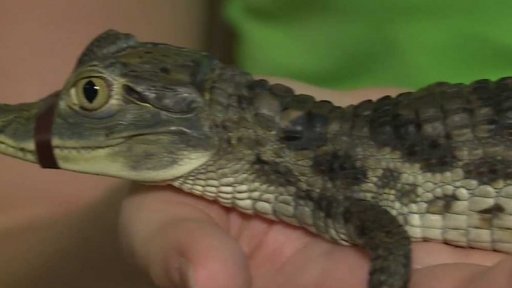 Krokodýlí ZOO Praha