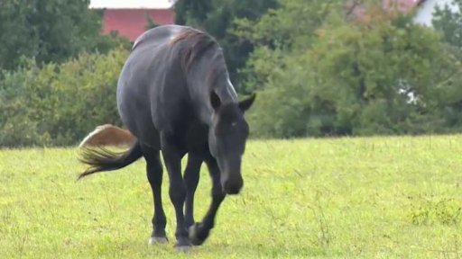 Jak si vítěz Velké pardubické Tiumen užívá penze