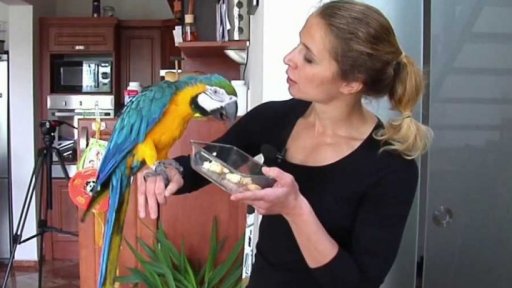 Volné létání papoušků