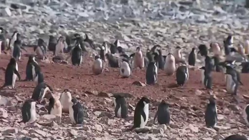 Proč mizí tučňáci v Antarktidě?