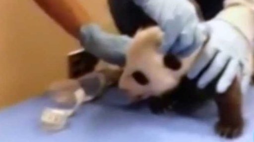 USA vrací pandu Číně