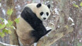 Malé tajemství pandy velké