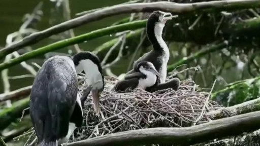 Nový Zéland: do roku 2050 bez krys