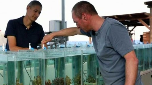 Naděje pro vymírající korály