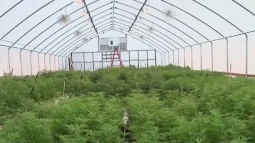 Vinaři v Oregonu pěstují marihuanu