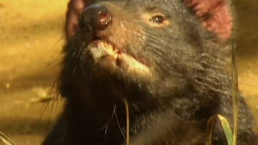 Záchrana tasmánských čertů