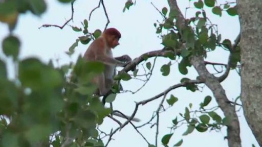 Češi bojují za záchranu kahaua nosatého + rozhovor se S. Lhotou