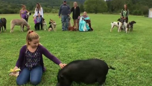 Hurikány: pomoc i pro opuštěná zvířata