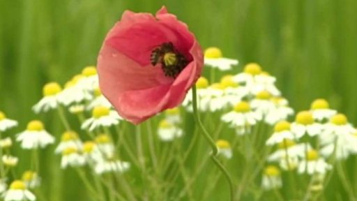 Vědci varují před hmyzí apokalypsou