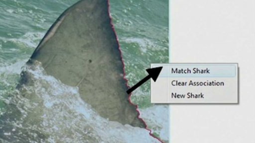 Jižní Afrika postrádá žraloky