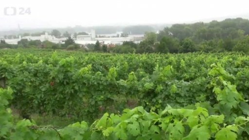 Náhrady za úrodu zničenou mrazem