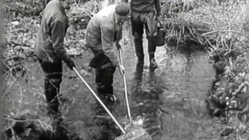 Lov pstruhů pomocí elektrického proudu (1956)