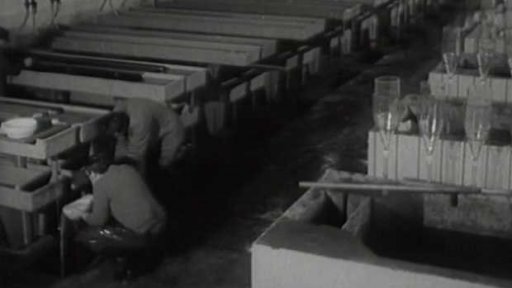 Statisíce ryb v blízkosti elektrárny (1978)