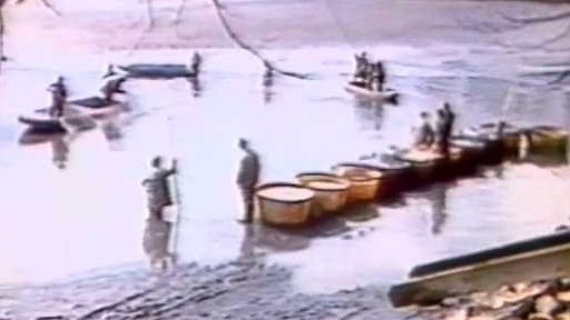 Výlov komorových rybníků s plůdkem kapra (1980)