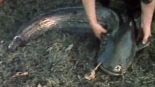 Rybář Josef Kosař ulovil mohutného sumce (1981)