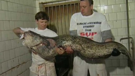 Úlovek osmi neobvykle velkých sumců (1997)