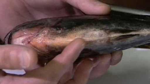 Mladík ulovil piraňu (1998)