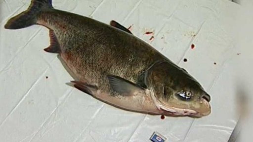 Jiří Černý ulovil mohutného tolstolobika (1998)