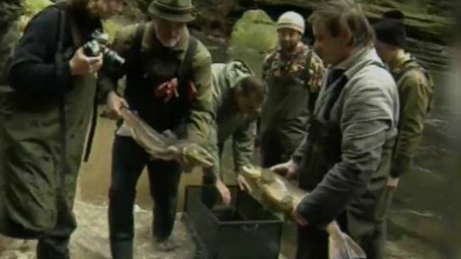 Lososi se vrátili do českých řek (2002)