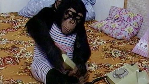 Domácí odchov šimpanzů (1995)