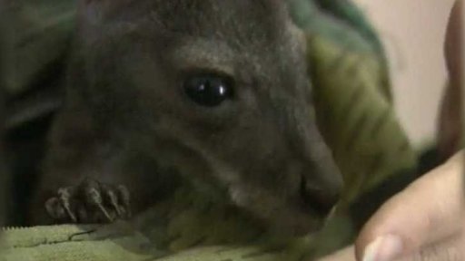 Lidská maminka malého klokana (1996)