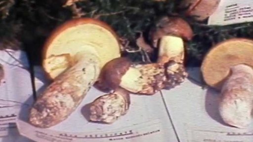 Mykologický kroužek - výstava hub (1981)