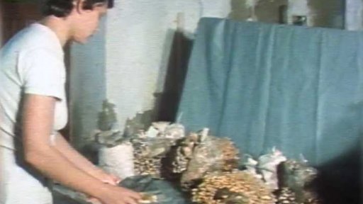 Výzkumné a vývojové pracoviště pěstovaných jedlých hub (1982)