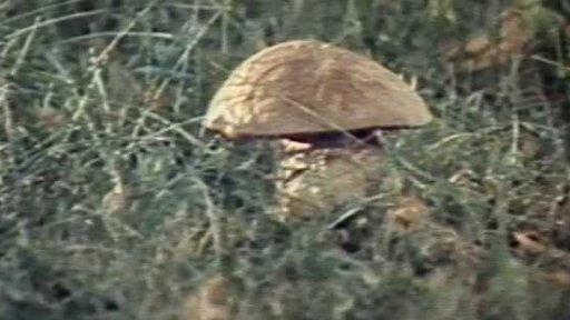 Houby na návsi ve Stachách (1983)