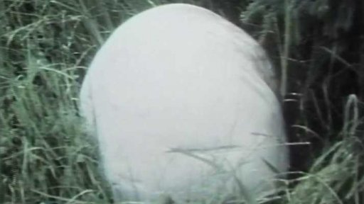 Obří pýchavka obrovská (1984)