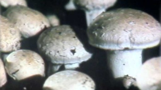 Výzkum a vývoj jedlých hub (1986)