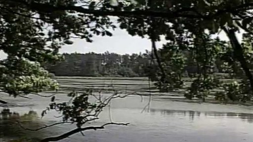 Houby v lokalitě Luční na Táborsku (1991)