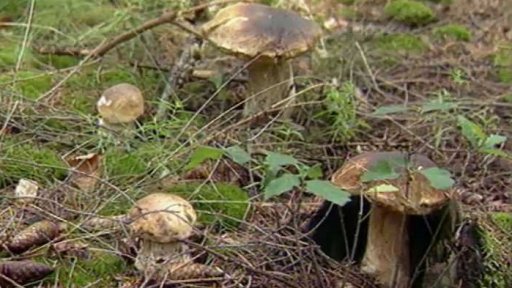 40kilogramový úlovek (2000)