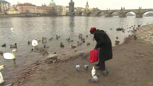 Zimní přikrmování ptáků