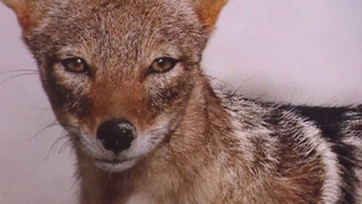 Šakali v okolí Prahy