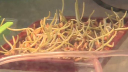 Šlechtění rostlin