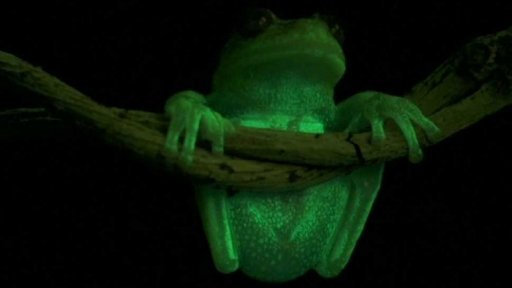 Ohrožení lemuři a světélkující žába