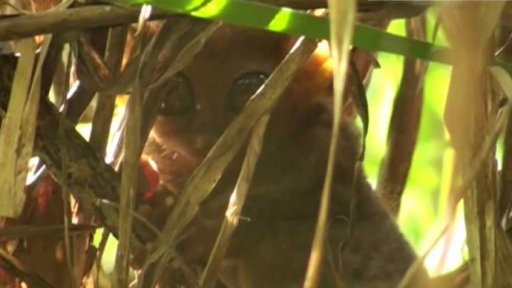 Českým vědcům se podařilo odchovat mládě nártouna