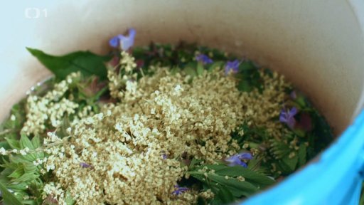 Anýzovka - lihovodní extrakt na podporu imunity