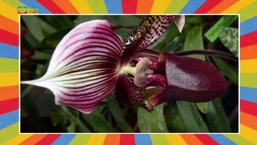 Výstava nejen o orchidejích