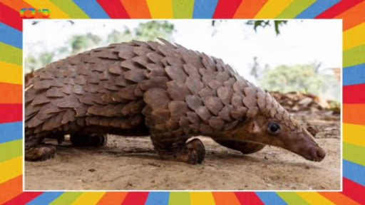 Světový den luskounů v Zoo Praha