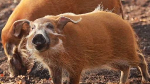 Den pro prasátka v Zoo Ostrava