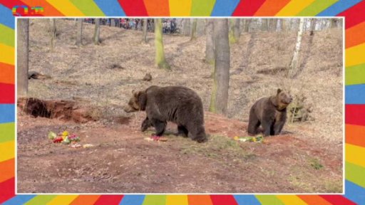 Probouzení medvědů